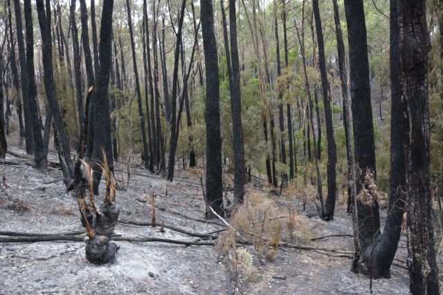 day after 2013 fire